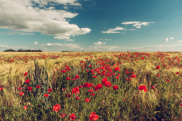 A field with blooming scarlet poppies. Vintage photo.
