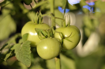tomatoes on the vine