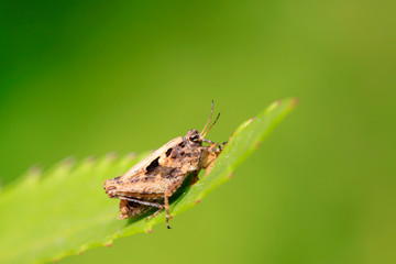 Locust perched on green leaf