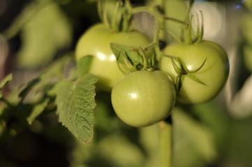 tomatoes on the vine