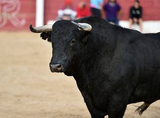 toro en españa