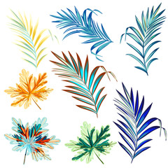 Collection of colorful palm leaves for design