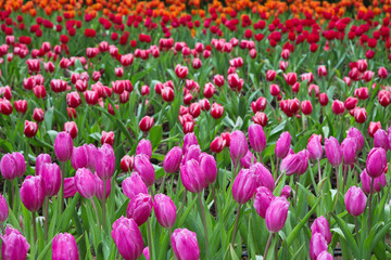 Fototapeta premium Colorful tulips in the park.