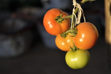 tomatoes on the vine