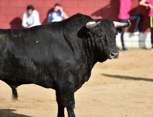 toro en españa corriendo en plaza de toros