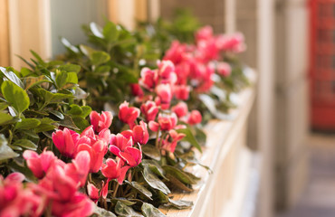 Blurred background of red cyclamens growing on a large window sill. Concept: flowers of autumn & winter season.