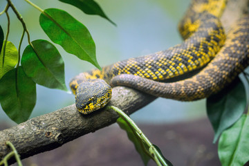 mangrove pit viper lying on the tree.
