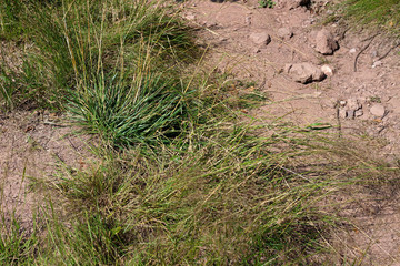Tall green grass on dirt road