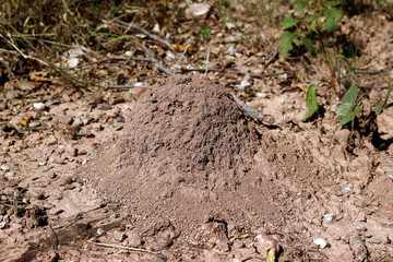 Small anthill forest soil brown red close up detail