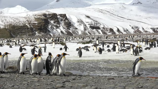 A colony of king penguins on Salisbury Plain on South Georgia in Antarctica