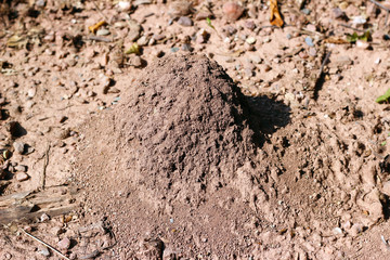 Small anthill forest soil brown red close up detail