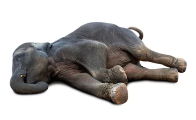 Fotobehang Dead elephant isolated © fotoslaz