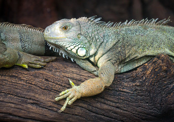 Obraz premium Iguana green timber in the natural environment.
