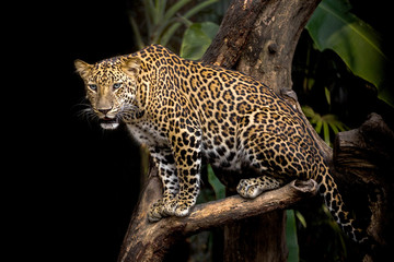 Leopard is resting on a tree.