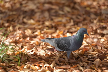 落ち葉と鳩が秋の木漏れ日の中を散歩する