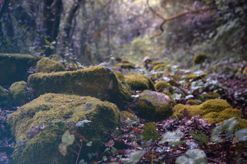 path with moss 