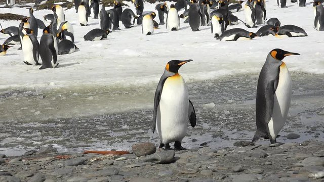 A king penguin stands in slush on Salisbury Plain on South Georgia in Antarctica