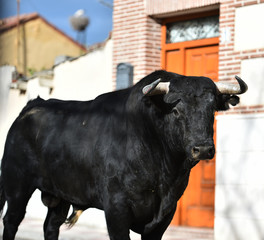 toro en españa
