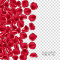 Red rose petals on transparent background. Design element for Valentines Day card or invitation