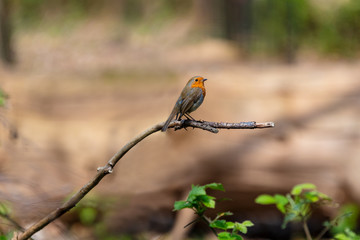 Robin Bird Sitting on a Tree Branch