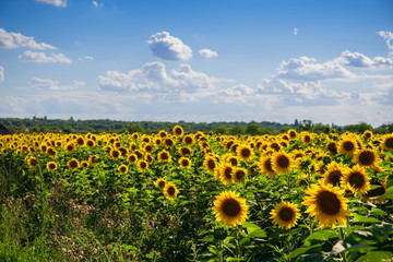 Vibrant sunflower field panorama in sunlight