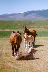 Wild horses relaxing in the pasture