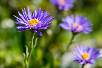 aster