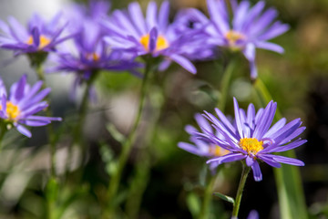 asters