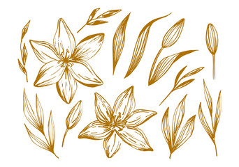 Fototapeta na wymiar Hand drawn lilies flowers isolated on a white background. Lily Flower. Vector illustration for tattoo sketch, floral background, greeting card, wedding invitation , birthday, mother's, Valentine's Day