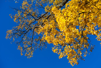 Gold autumn, yellow leafs on blue sky, maple
