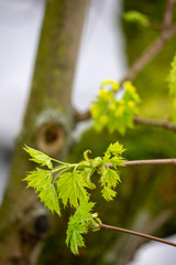 Branch of green maple