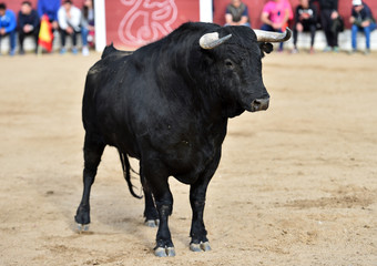 toro en españa