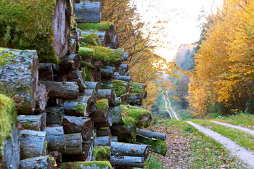 Felled trees and autumn forest, deforestation. Trunks of felled trees.