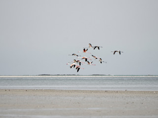 Flamingos brechen in den Sonnenuntergang auf