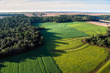 Soybean fields on atlantic rainforest