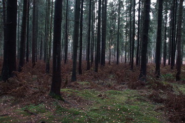 Spruce forest in autumn with fallen needles and withered ferns