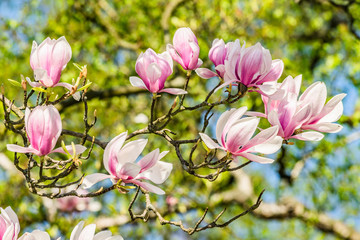 pink flowers in the garden