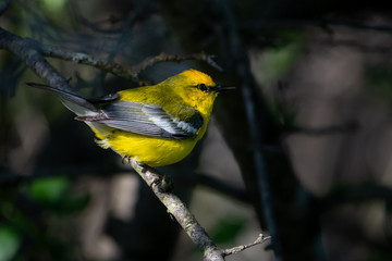 Blue-winged Warbler