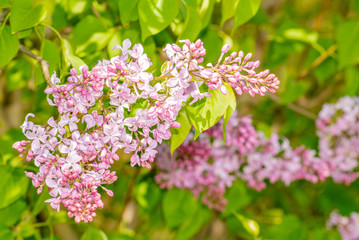 purple flowers in the garden