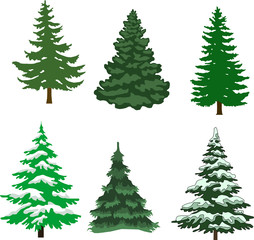 Obraz premium Green Christmas tree on a white background 