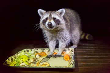 Tame raccoon with food in dark night