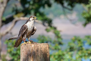 Trained peregrine falcon sits on pole in nature