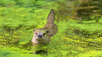 Otter swims in water with duckweed