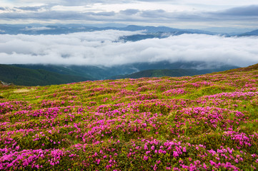 Summer landscape with rhododendron flowers in mountains