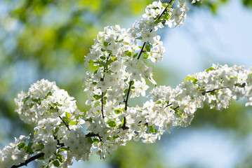 blooming cherry tree in spring