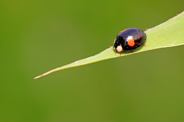 Ladybug