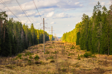 A picturesque forest clearing with power poles stretching into the distance