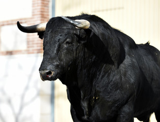 toro en españa