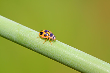 Ladybugs feed on aphids