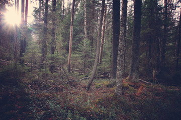 Obraz premium The sun penetrates the dense forest with many trees